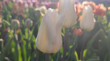 Güzel, çiçek açan lale türü. Yakın çekim. Arka planda beyaz pembe taç yaprakları olan büyüyen lale çiçeği güneşli bahar gününde çok renkli çiçekleri bulanıklaştırdı. Güneş ışığı Doğal arkaplan