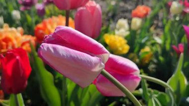 Güzel, çiçek açan lale türü. Yakın çekim. Güneşli bahar gününde, arka planda bulanık renkli çiçeklerin açtığı beyaz pembe taç yapraklarıyla büyüyen çiçek. Doğa. Doğal arkaplan