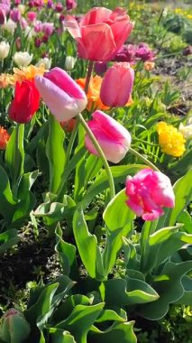 Güzel, çiçek açan lale türü. Yakın çekim. Güneşli bahar gününde, arka planda bulanık renkli çiçeklerin açtığı beyaz pembe taç yapraklarıyla büyüyen çiçek. Doğal arkaplan dikey