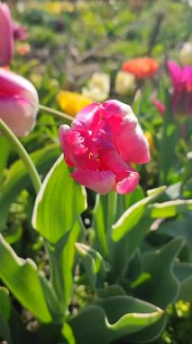 Güzel, çiçek açan lale türü. Yakın çekim. Güneşli bahar gününde, arka planda bulanık renkli çiçeklerin açtığı beyaz pembe taç yapraklarıyla büyüyen çiçek. Doğal arkaplan dikey