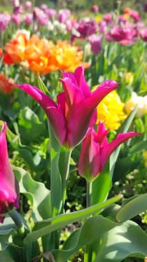 Güzel, çiçek açan lale türü. Yakın çekim. Büyüyen lale çiçeği, arka planında kırmızı pembe taç yaprağı olan, güneşli bahar gününde çok renkli çiçek açan. Doğal arkaplan dikey