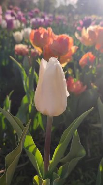 Güzel, çiçek açan lale türü. Yakın çekim. Arka planda beyaz taç yaprakları ile büyüyen çiçek güneşli bahar gününde çok renkli çiçekleri bulanıklaştırdı. Güneş ışığı Doğal arkaplan Dikey