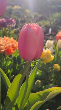 Güzel, çiçek açan lale türü. Yakın çekim. Arka planda pembe taç yaprakları olan büyüyen çiçek güneşli bahar gününde çok renkli çiçekleri bulanıklaştırdı. Güneş ışığı Doğal arkaplan Dikey