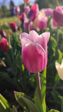 Güzel, çiçek açan lale türü. Yakın çekim. Büyüyen lale çiçeği, arka planda pembe taç yaprakları olan, güneşli bahar gününde çok renkli çiçekler açan. Doğal arkaplan dikey