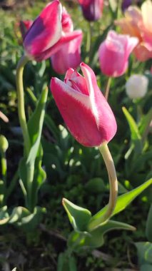 Güzel, çiçek açan lale türü. Yakın çekim. Arkaplanda pembe beyaz taçyaprakları olan büyüyen çiçek, güneşli bahar gününde bulanık renkte çiçek açıyor. Doğal arkaplan dikey