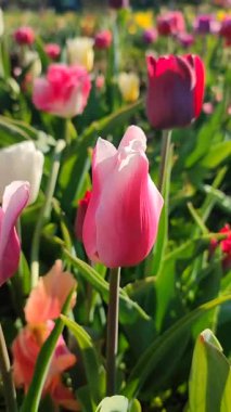 Güzel, çiçek açan lale türü. Yakın çekim. Arkaplanda pembe beyaz taçyaprakları olan büyüyen çiçek, güneşli bahar gününde bulanık renkte çiçek açıyor. Doğal arkaplan dikey