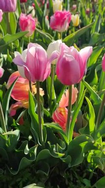 Güzel, çiçek açan lale türü. Yakın çekim. Arkaplanda pembe beyaz taçyaprakları olan büyüyen çiçek, güneşli bahar gününde bulanık renkte çiçek açıyor. Doğal arkaplan dikey