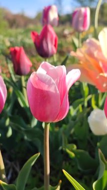 Güzel, çiçek açan lale türü. Yakın çekim. Arkaplanda pembe beyaz taçyaprakları olan büyüyen çiçek, güneşli bahar gününde bulanık renkte çiçek açıyor. Doğal arkaplan dikey