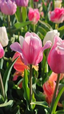 Güzel, çiçek açan lale türü. Yakın çekim. Arkaplanda pembe beyaz taçyaprakları olan büyüyen çiçek, güneşli bahar gününde bulanık renkte çiçek açıyor. Doğal arkaplan dikey