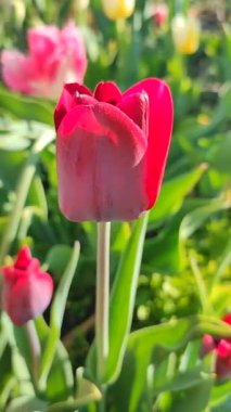 Güzel, çiçek açan lale türü. Yakın çekim. Arka planda kırmızı pembe taç yaprakları olan büyüyen lale çiçeği güneşli bahar gününde çok renkli çiçekleri bulanıklaştırdı. Doğal arkaplan dikey