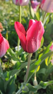 Güzel, çiçek açan lale türü. Yakın çekim. Arka planda kırmızı pembe taç yaprağıyla büyüyen çiçek güneşli bahar gününde çok renkli çiçekleri bulanıklaştırdı. Güneş ışığı Doğal arkaplan Dikey