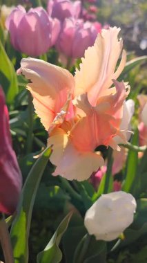 Güzel, çiçek açan lale türü. Yakın çekim. Arka planda turuncu pembe taç yaprakları olan büyüyen lale çiçeği güneşli bahar gününde bulanık, çiçek açan doğal arka plan