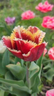 Güzel, çiçek açan lale türü. Yakın çekim. Arkaplanda kırmızı turuncu taç yapraklarıyla büyüyen çiçek, güneşli bahar gününde bulanık renkte çiçek açar. Doğal arkaplan dikey