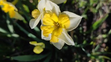 Narcissus. Güzel çiçek narsisleri. Bir sürü sarı taç yapraklı narsisli çiçek, yakın plan. Çiçek açan nergis çiçeği ve yeşil yapraklar bir bahar sabahı toprakta büyüyor.