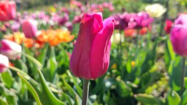 Güzel, çiçek açan lale türü. Yakın çekim. Büyüyen lale çiçeği, arka planda kırmızı pembe taç yaprakları olan, güneşli bahar gününde, rengarenk çiçekler açan. Doğa. Doğal arkaplan
