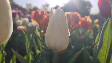 Güzel, çiçek açan lale türü. Yakın çekim. Arka planda beyaz pembe taç yaprakları olan büyüyen lale çiçeği güneşli bahar gününde çok renkli çiçekleri bulanıklaştırdı. Güneş ışığı Doğal arkaplan