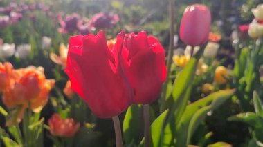 Güzel, çiçek açan lale türü. Yakın çekim. Arka planda kırmızı pembe taç yaprakları olan büyüyen lale çiçeği güneşli bahar gününde çok renkli çiçekleri bulanıklaştırdı. Güneş ışığı. Doğal arkaplan