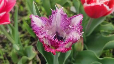 Lale. Güzel açan lale çiçeği. Çiçek açan lale çiçeği ve mor taç yaprağı. İlkbahar sabahı. Çiçek açan beyaz lale çiçeğinin tomurcuklanması. Doğal arkaplan