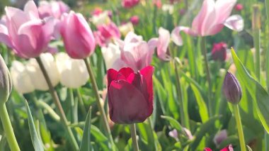 Güzel, çiçek açan lale türü. Yakın çekim. Arka planda kırmızı burgundy yaprakları ile büyüyen çiçek güneşli bahar gününde çok renkli çiçekleri bulanıklaştırdı. Güneş ışığı Doğal arkaplan