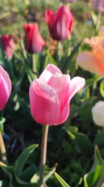 Güzel, çiçek açan lale türü. Yakın çekim. Arkaplanda pembe beyaz taçyaprakları olan büyüyen çiçek, güneşli bahar gününde bulanık renkte çiçek açıyor. Doğal arkaplan dikey