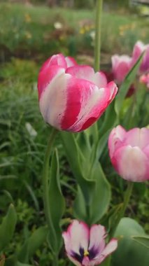 Lale. Güzel açan lale çiçeği. Güneşli bir bahar sabahı pembe beyaz taç yaprağıyla çiçek açan lale çiçeği. Tomurcuklanan lale büyüyen zemin Doğal arka plan