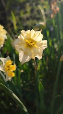 Narcissus. Güzel çiçek narsisleri. Bir sürü sarı beyaz taç yapraklı narsisli çiçek, yakın plan. Çiçek açan yeşil yapraklı nergis, bahar sabahı dikey büyüyor.
