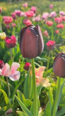 Çiçek açan laleyi yakından çek. Arka planda kırmızı burgundy yaprakları ile büyüyen çiçek güneşli bahar gününde çok renkli çiçekleri bulanıklaştırdı. Güneş ışığı Doğal arkaplan Dikey