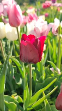 Çiçek açan laleyi yakından çek. Arka planda kırmızı taç yaprakları ile büyüyen çiçek güneşli bahar gününde çok renkli çiçekleri bulanıklaştırdı. Güneş ışığı Doğal arkaplan Dikey