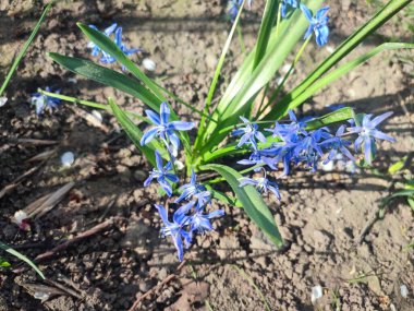 Mor küçük kar tanesi çiçeği. Çiçek açan mavi yapraklar ve yeşil saplı, toprakta büyüyen yapraklar. Çiçekli yatak. Seçici üreme çeşitliliği çiçekleri. Tarım çiftçiliği.