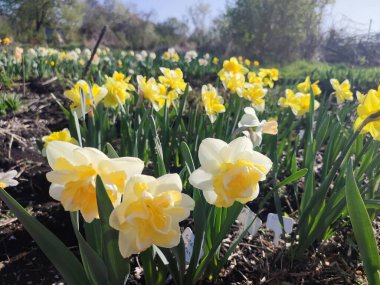 Çiçek açan nergis çiçeği çeşidi sarı yapraklı beyaz sarı yapraklı narsist çiçeklerin arka planında yeşil yapraklı altın inci, mavi gökyüzü ve baharda bahçede büyüyen çayır.