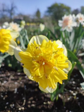 Narcissus türü Full House 'un çiçek açan çiçeği. Sarı taç yaprakları açık sarı yapraklar yeşil bir sapın üzerinde bahçede güneşli bir bahar gününde kapanıyor. Çiçeklerin seçimi ve üretimi