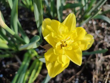 Sarı küçük nergis. Çiçek açan nergis çiçekleri, sarı yapraklar ve güneşli bir bahar sabahı kara toprakta yetişen yeşil yapraklar. Çiçekli yatak. Seçim çeşitliliği çiçekleri.