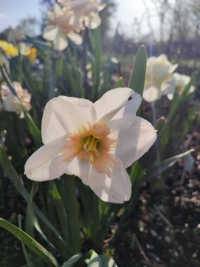 Çiçek açan nergis çiçeğinin yakın çekimi. Parlak narsisli çiçek, beyaz turuncu taç yapraklı, yeşil yapraklı ve güneşli bir bahar sabahı büyüyen. Parlayan güneş ışınları