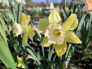 Çiçek açan nergis çiçeği. Çiçek açan narsisli sarı yapraklı yeşil saplı kabartma yapraklı güneşli bahar günü toprakta büyüyen yapraklar. Seçici üreme. Tarım