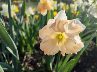 Güneşli bahar gününde çiçek açan narsisli çiçek. Narcissus çeşitliliğindeki kayısı girdabından oluşan çeşitli bir çiçek. Pembe beyaz taç yaprakları, yeşil yaprak ve parlak güneş ışınlarıyla doludur.