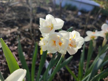 Küçük güzel çiçekler narsislerin yakın çekimi. Çiçek açan nergis çiçeği, beyaz ve turuncu taç yapraklarıyla bahçedeki güneşli bahar gününde yeşil sapta yetişiyor. Seçici üreme çiçeği