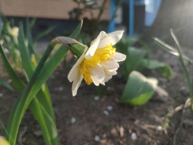 Narcissus türü dalga yakın çekim. Çiçek açan nergis çiçekleri yeşil sapta beyaz sarı yapraklar ve güneşli bahar gününde toprakta büyüyen yapraklar. Tarım ve bahçıvanlık
