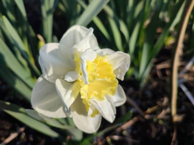 Güzel narsisli çiçek. Yaklaş. Çiçek açan nergis çiçeği. Güneşli bir bahar gününde, yeşil yapraklı, beyaz ve sarı yapraklı. Çiçeklerin seçimi ve üretimi.