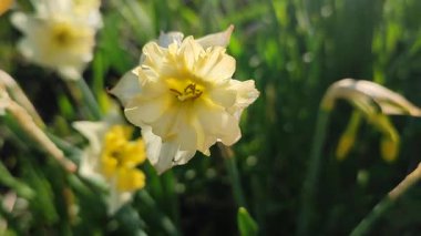 Narcissus. Güzel çiçek narsisleri. Bir sürü sarı beyaz taç yapraklı narsisli çiçek, yakın plan. Çiçek açan nergis çiçeği ve yeşil yapraklar bahar sabahı toprakta büyüyor.