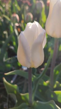 Güzel, çiçek açan lale türü. Yakın çekim. Arka planda beyaz taç yaprakları ile büyüyen çiçek güneşli bahar gününde çok renkli çiçekleri bulanıklaştırdı. Güneş ışığı Doğal arkaplan Dikey