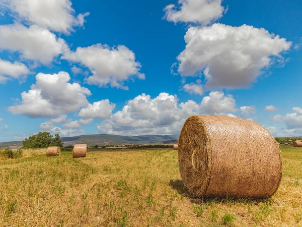 Colheita Fardos Redondos Paisagem Campo Dourado Sul Sardenha — Fotografia de Stock