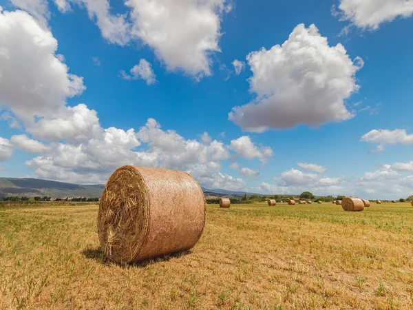 Colheita Fardos Redondos Paisagem Campo Dourado Sul Sardenha — Fotografia de Stock