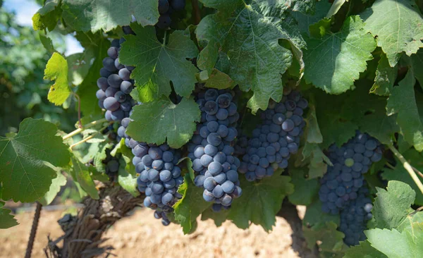 Plantas Videira Das Vinhas Cannonau Sul Sardenha — Fotografia de Stock