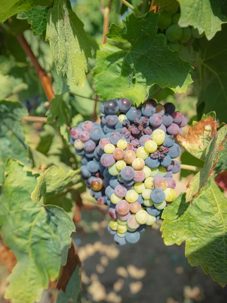 Plantas Videira Das Vinhas Cannonau Sul Sardenha — Fotografia de Stock