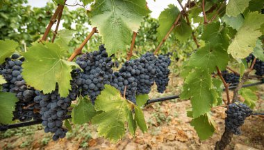 Carignano del sulcis üzümleri hasat için hazır, Giba, Güney Sardunya