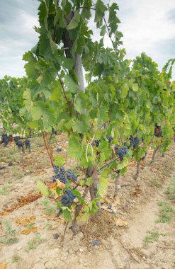 carignano del sulcis grapes ready for harvest, Giba, south sardinia clipart