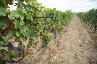 Carignano del sulcis üzümleri hasat için hazır, Giba, Güney Sardunya