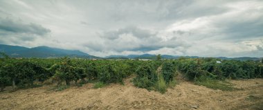 Carignano del sulcis üzümleri hasat için hazır, Giba, Güney Sardunya