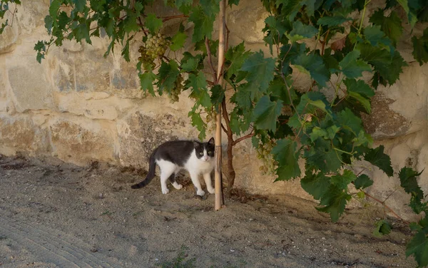 Bonito Gato Divertido Inteligentemente Joga Com Mouse Capturado — Fotografia de Stock