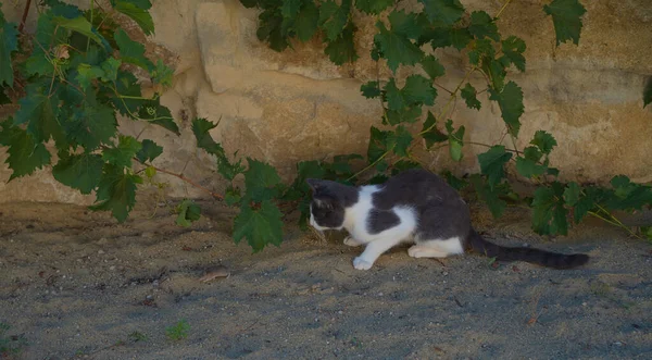 beautiful cat fun and cleverly plays with the captured mouse